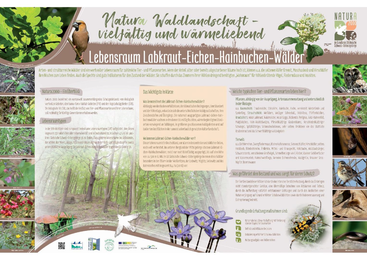 tl_files/downloads/Bilder Projekte/Projektstellen/Natura 2000 1.0/Tafeln/LRT Tafeln/LRT-Tafel Eich-Haibu.jpg